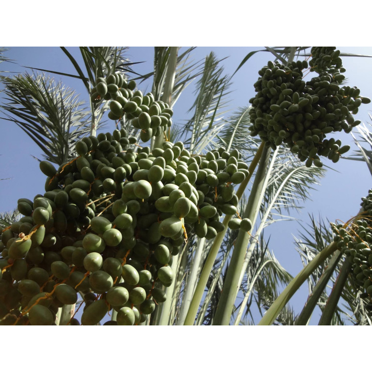 Dattes Ajwa de Médine - 3kg - Nadaty